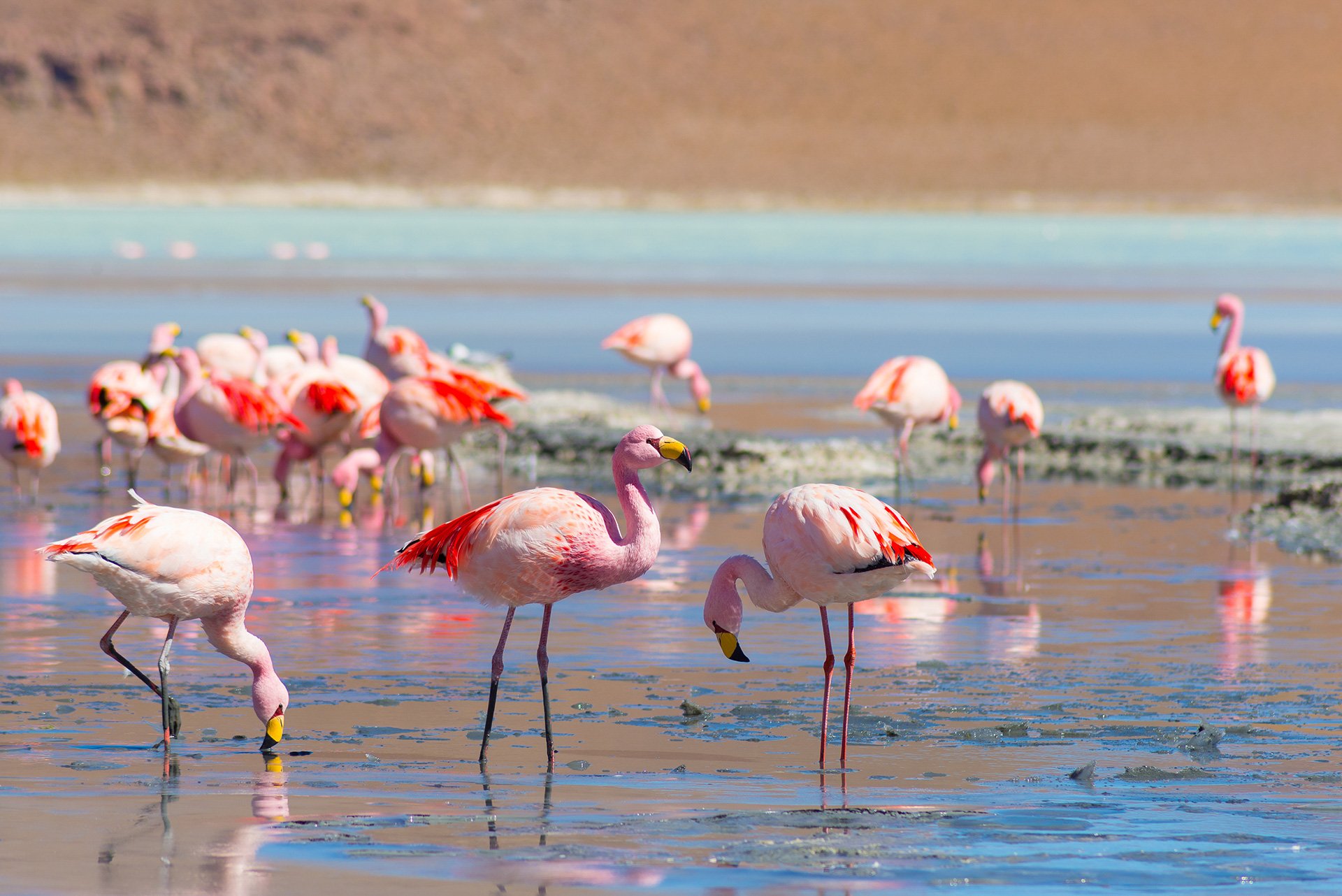 atacama-tours-the-big-5-animals-to-spot